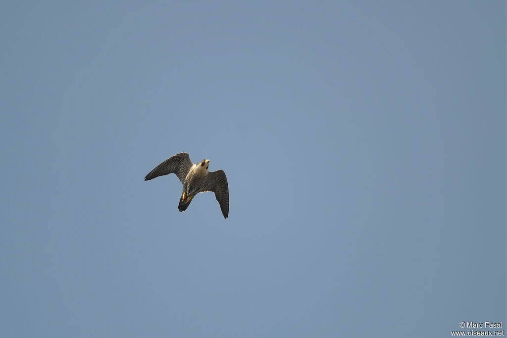 Peregrine Falconadult breeding, Flight