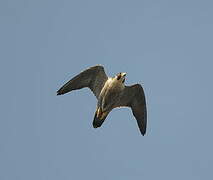 Peregrine Falcon