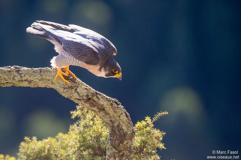 Peregrine Falcon male adult breeding, identification