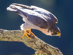 Peregrine Falcon