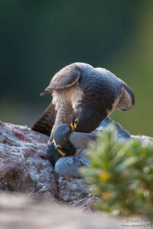 Faucon pèlerin mâle adulte nuptial, pêche/chasse
