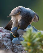 Peregrine Falcon