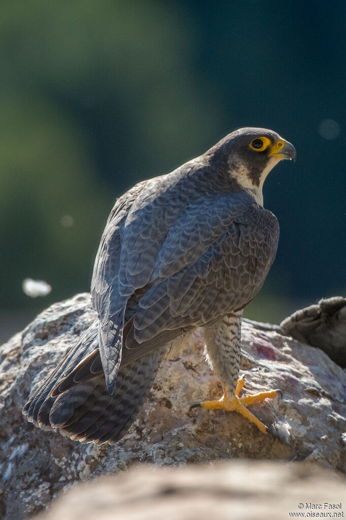 Faucon pèlerin mâle adulte, identification