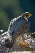 Peregrine Falcon