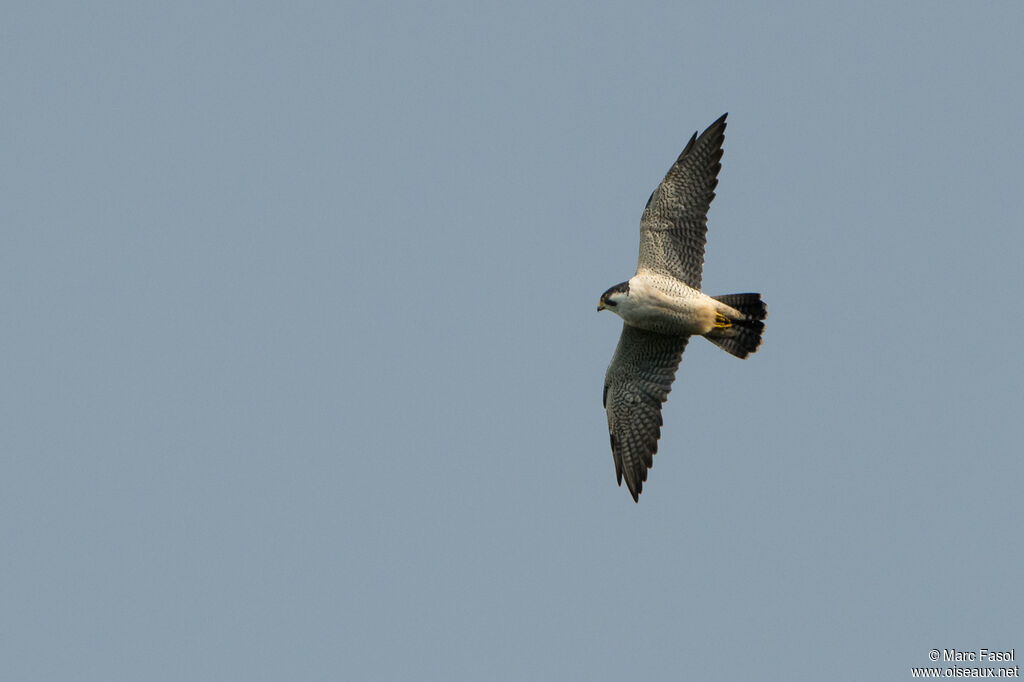 Peregrine Falconadult, Flight, courting display