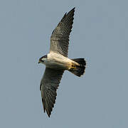 Peregrine Falcon