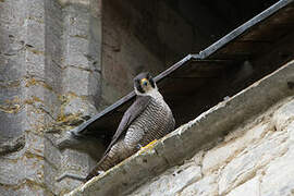 Peregrine Falcon