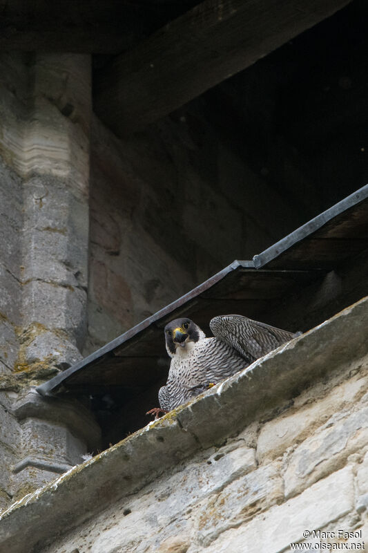 Peregrine Falcon female adult breeding, Reproduction-nesting