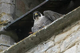 Peregrine Falcon