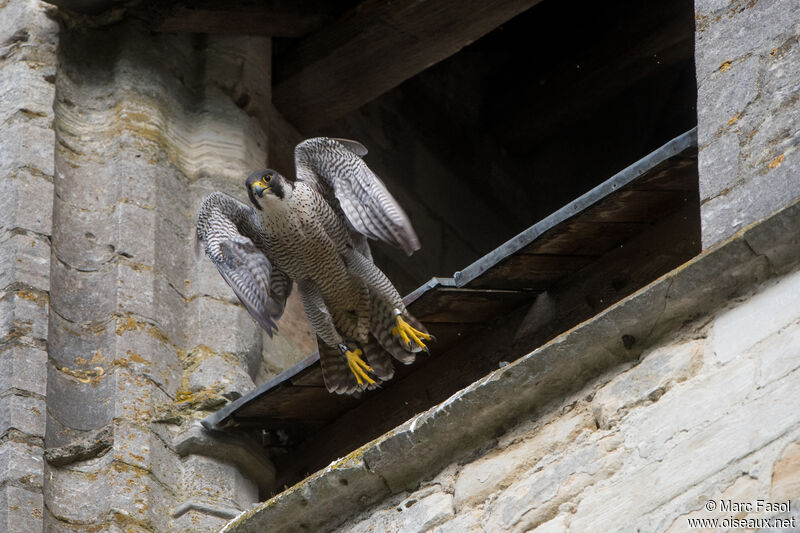 Peregrine Falcon female adult, Flight, Reproduction-nesting
