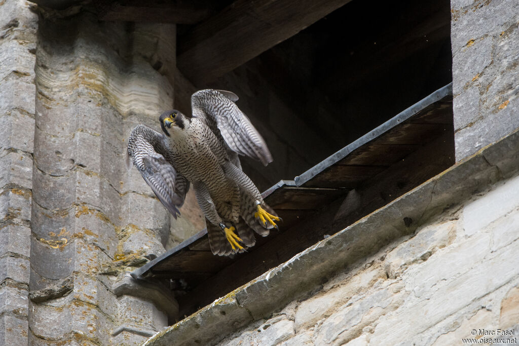 Peregrine Falcon female adult, Flight, Reproduction-nesting