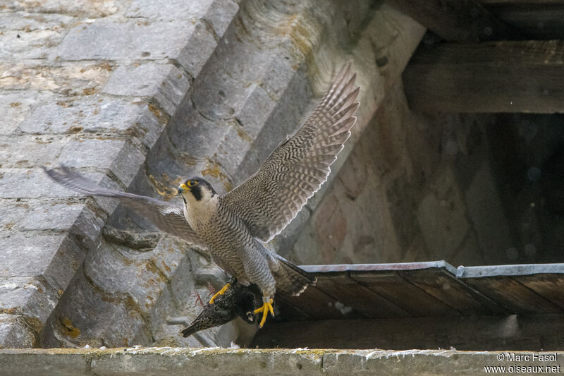Peregrine Falcon male adult, identification, fishing/hunting, courting display, Reproduction-nesting