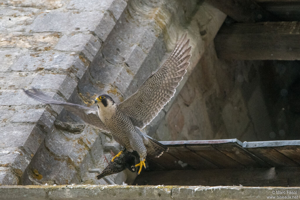 Faucon pèlerin mâle adulte, identification, pêche/chasse, parade, Nidification