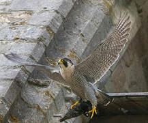 Peregrine Falcon