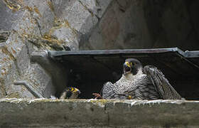 Peregrine Falcon