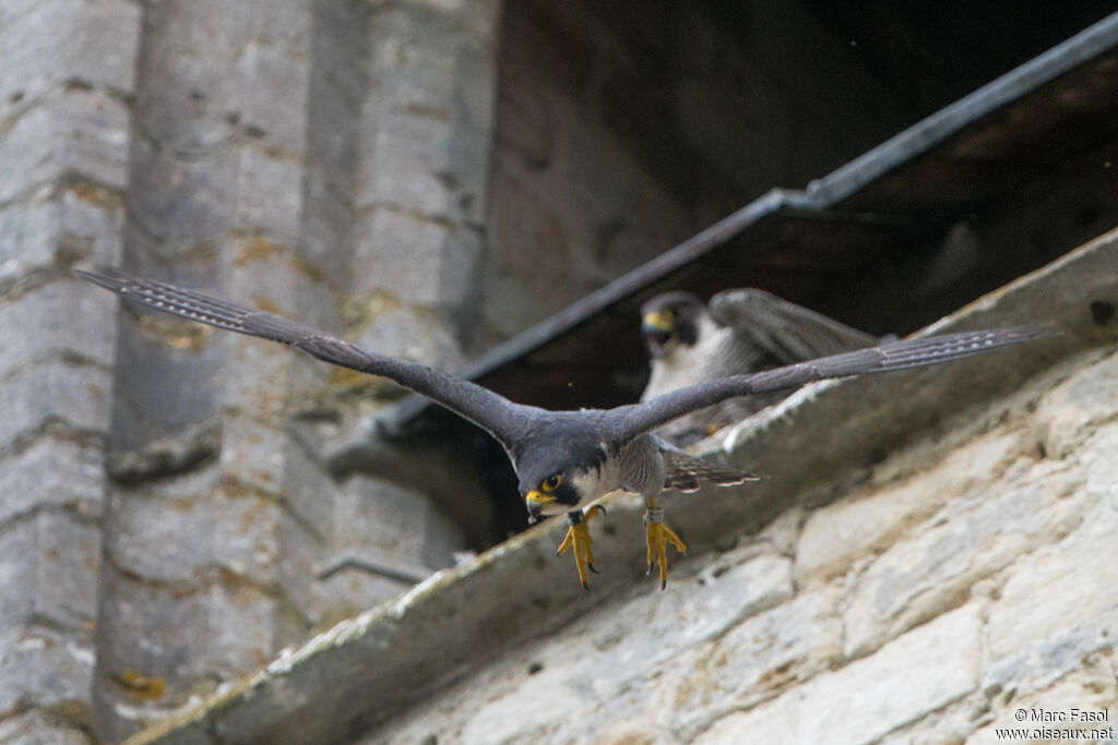 Peregrine Falconadult breeding, courting display