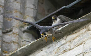 Peregrine Falcon