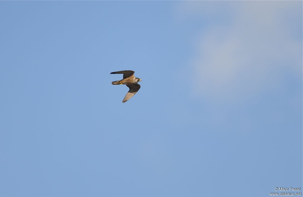 Peregrine FalconFirst year, Flight