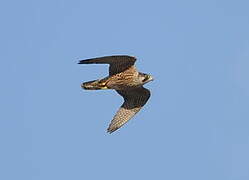 Peregrine Falcon