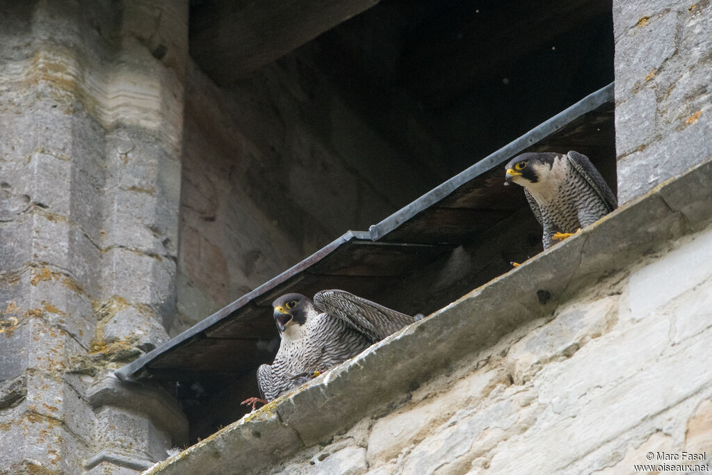 Peregrine Falconadult breeding, courting display