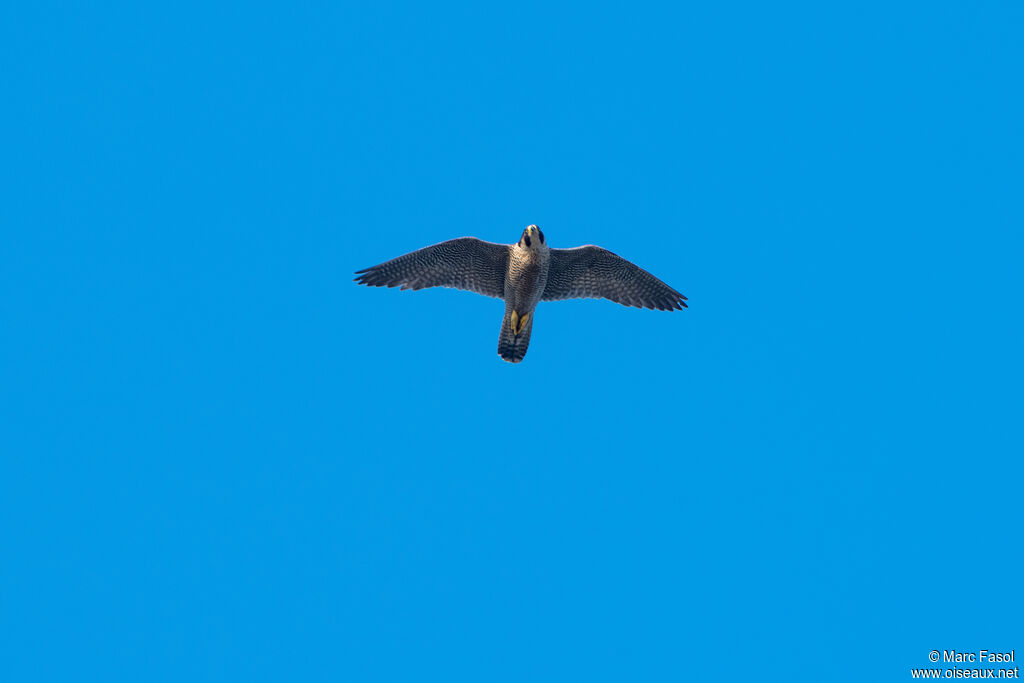 Peregrine Falcon adult, flight