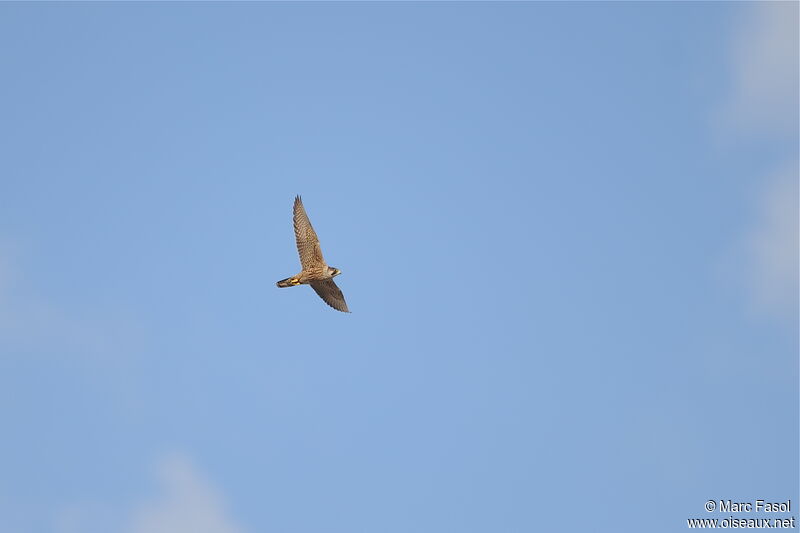 Peregrine Falconjuvenile, Flight
