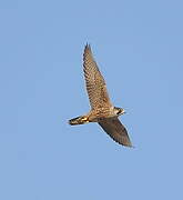 Peregrine Falcon