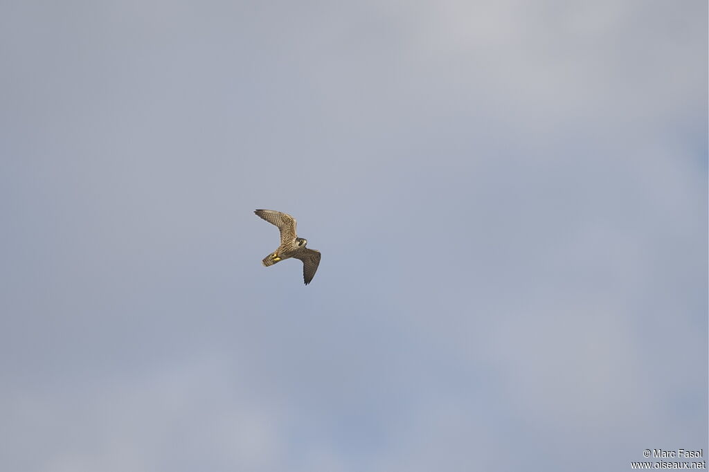 Peregrine FalconFirst year, Flight