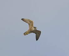 Peregrine Falcon