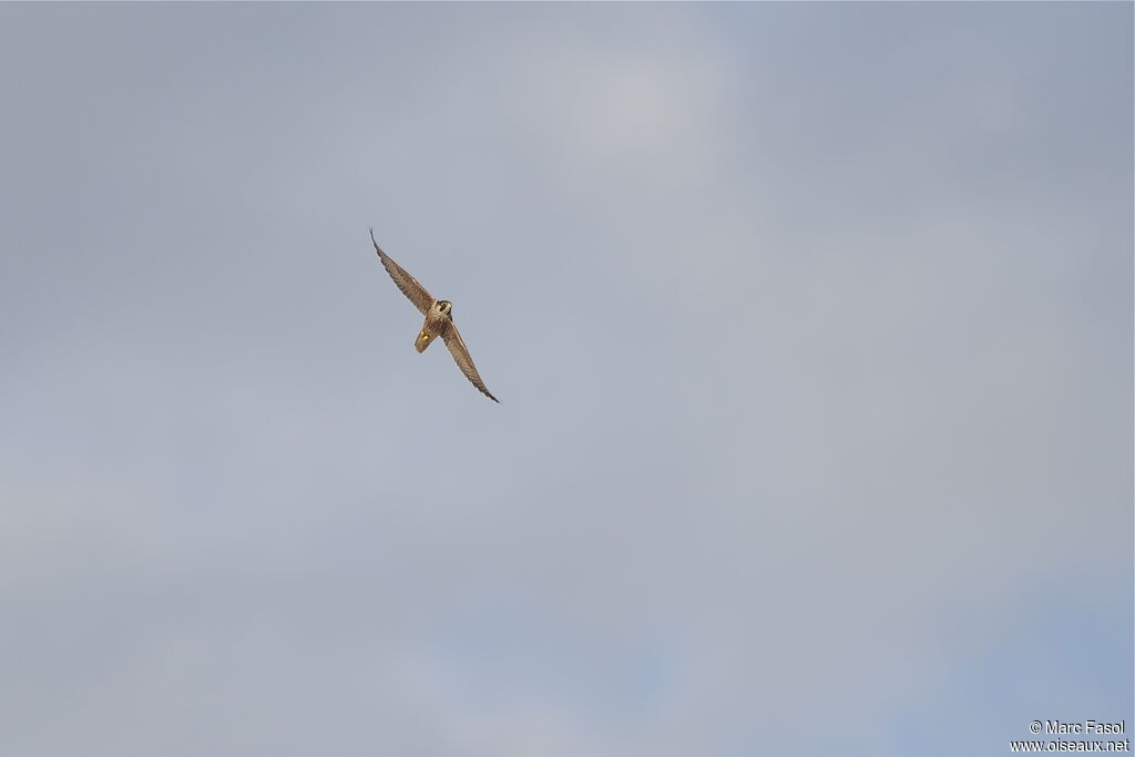 Peregrine FalconFirst year, Flight