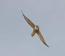 Peregrine Falcon