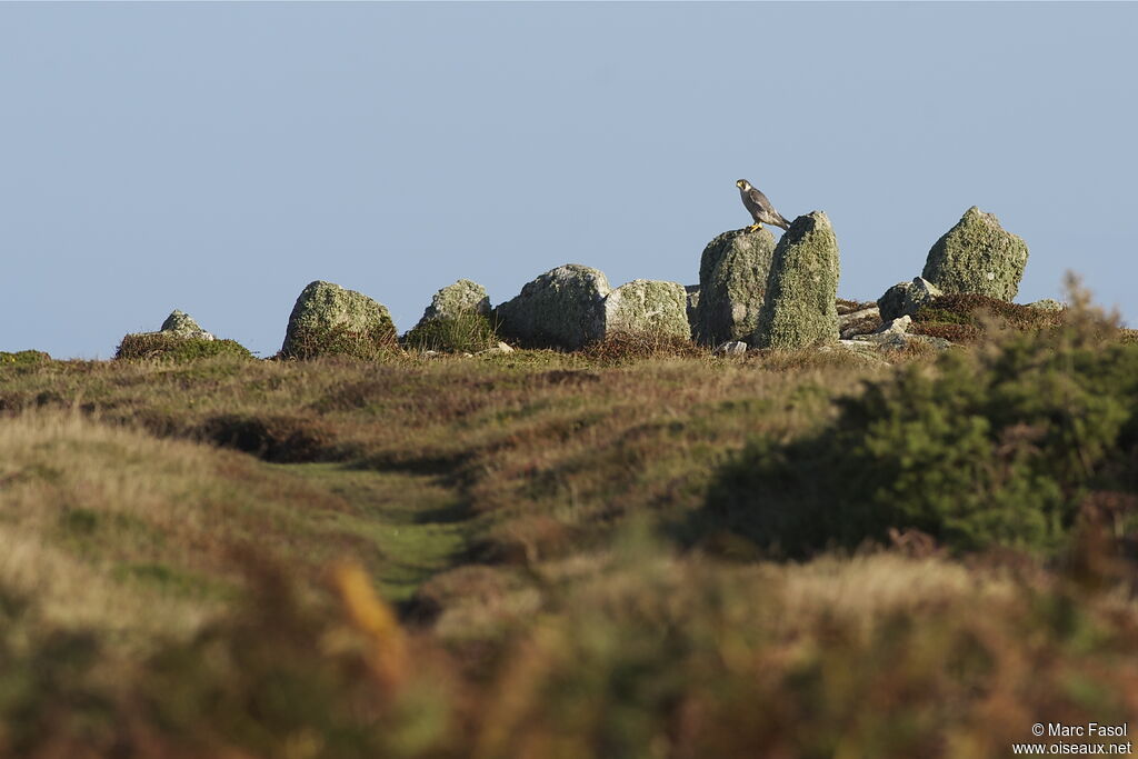 Peregrine Falconadult, identification