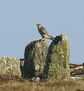 Peregrine Falcon