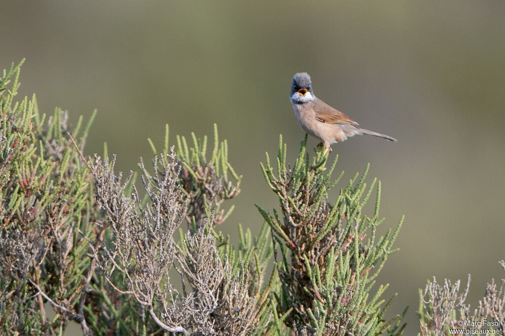 Fauvette à lunettes