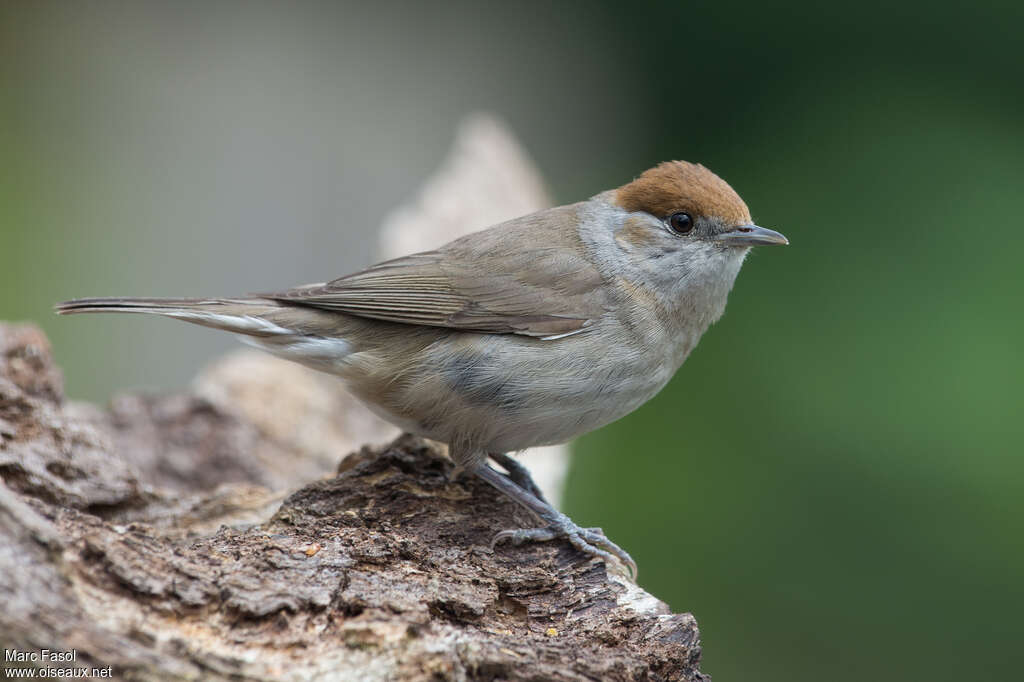 Eurasian Blackcap female adult, identification