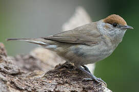 Eurasian Blackcap