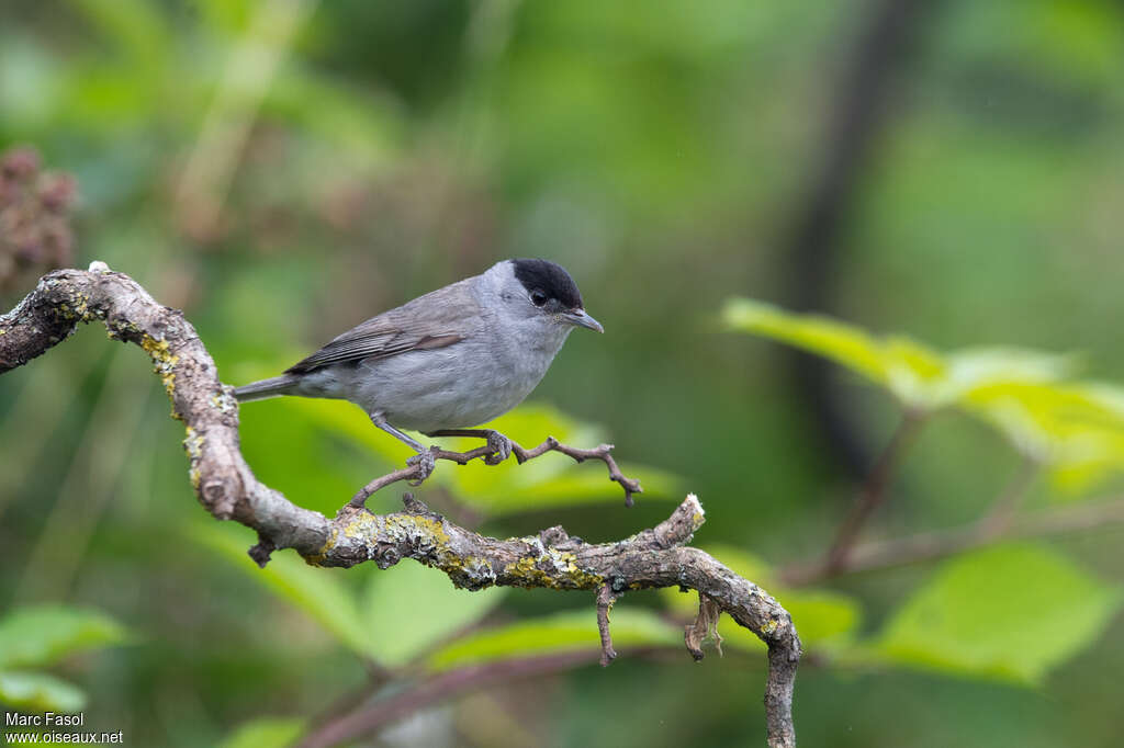 Eurasian Blackcap male adult, identification