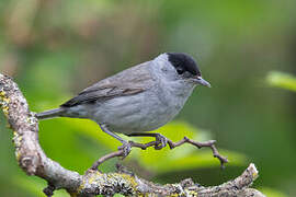 Eurasian Blackcap