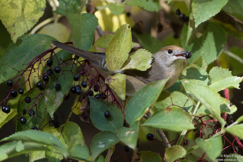 Eurasian Blackcap female adult, feeding habits, eats