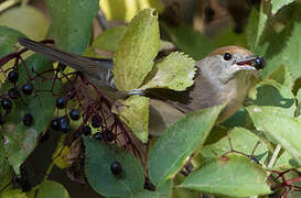 Eurasian Blackcap