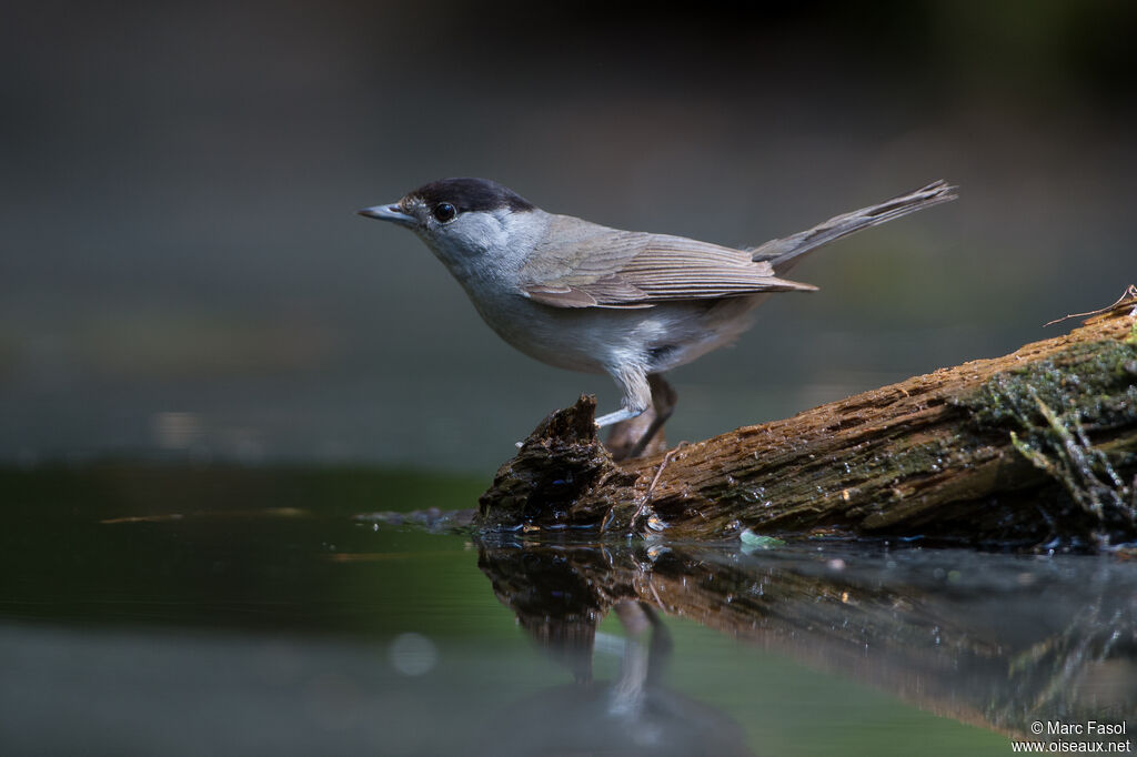 Eurasian Blackcap male adult, drinks