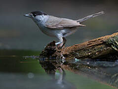 Eurasian Blackcap