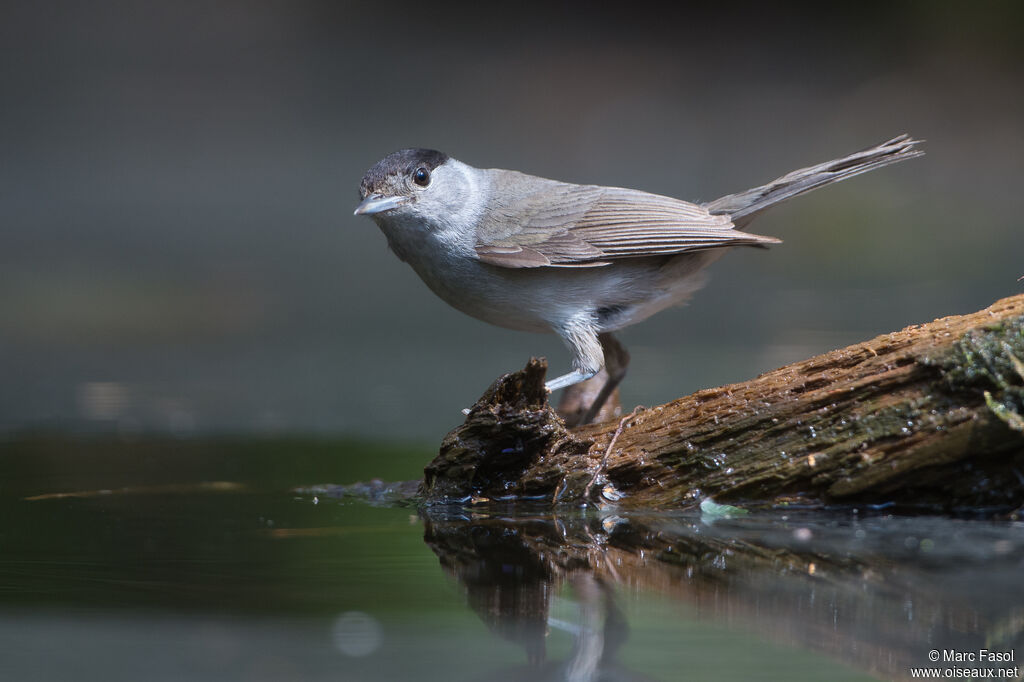 Eurasian Blackcap male adult, identification, drinks