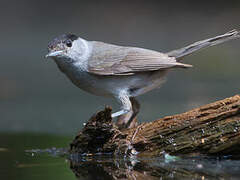 Eurasian Blackcap