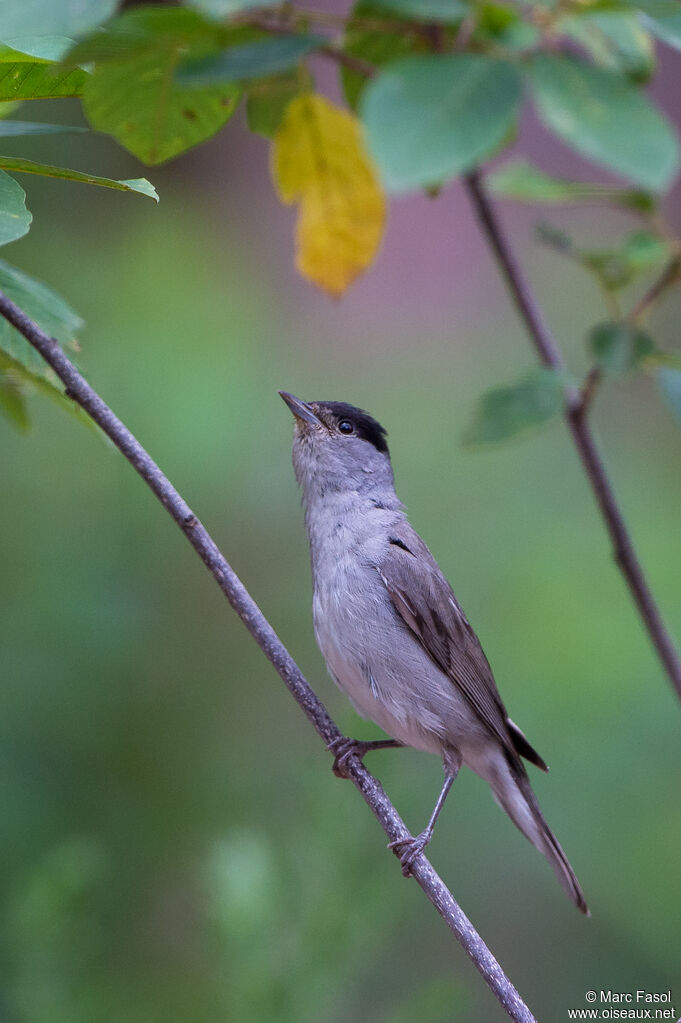 Eurasian Blackcap male adult, identification