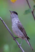 Eurasian Blackcap