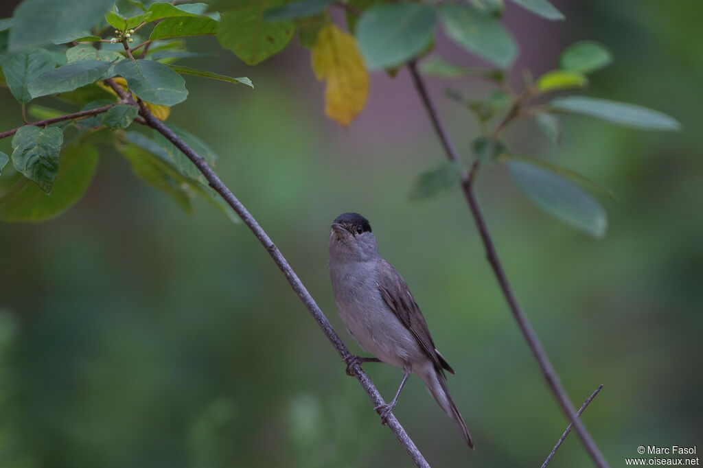 Eurasian Blackcap male adult, identification