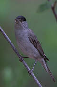 Eurasian Blackcap