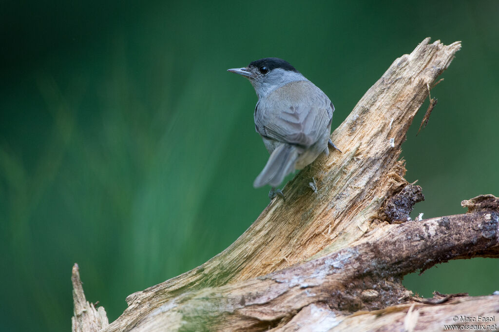 Eurasian Blackcap male adult