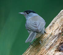 Eurasian Blackcap